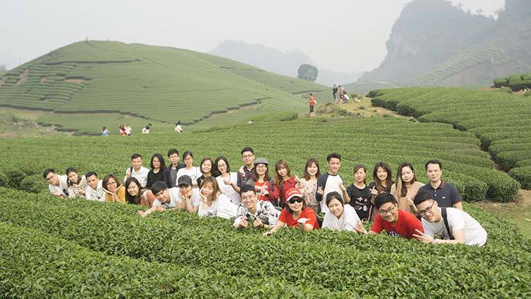 Đồi chè Mộc Châu xanh mướt với các luống chè uốn lượn giữa núi đồi
