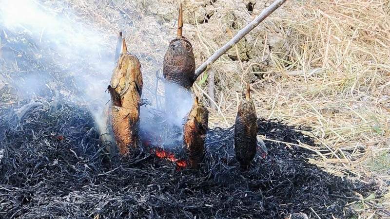 Cá thòi lòi nướng trui