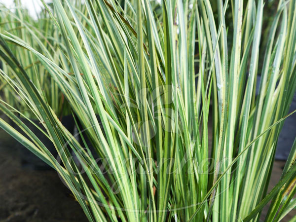 Ly nước và cơ thể khỏe mạnh