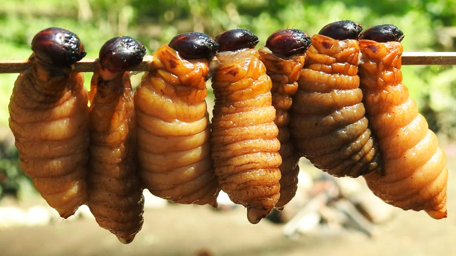 Đuông dừa tắm nước mắm ớt sinh động
