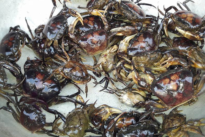Nguyên liệu cơ bản để nấu bún riêu thịt tại nhà