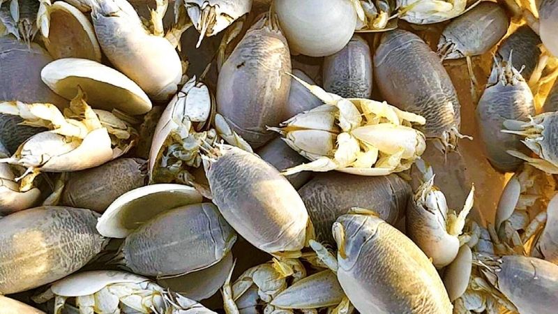 Giá cua rù rì tham khảo