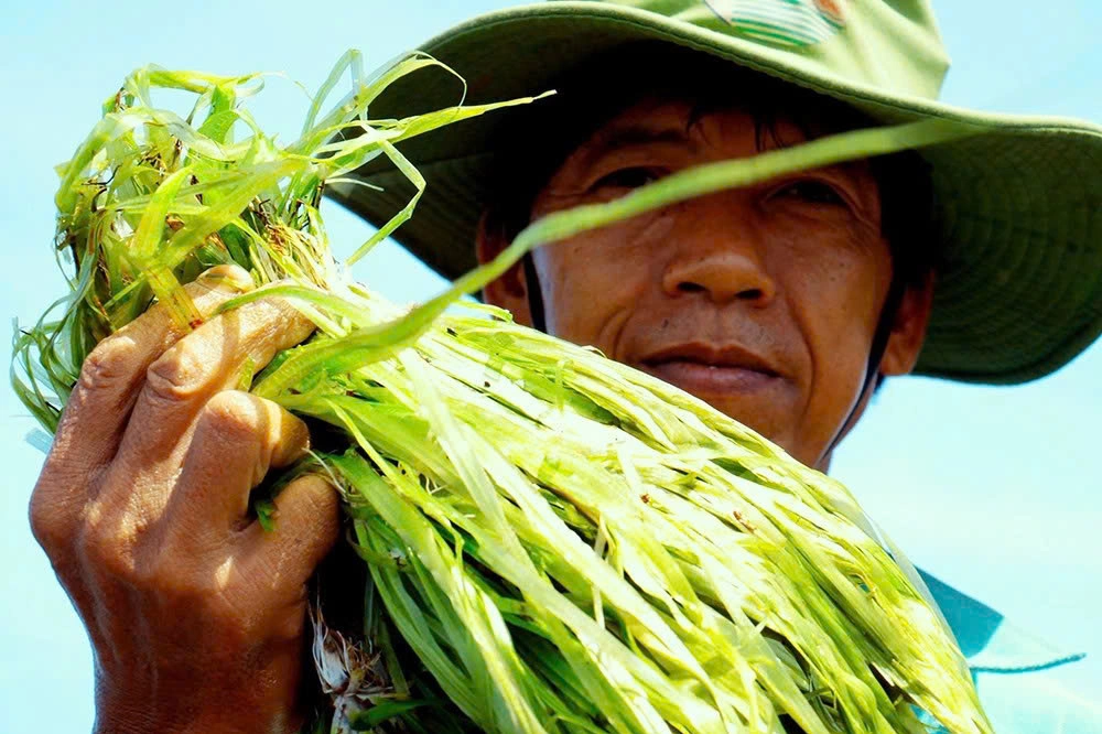 Những dải hẹ nước trắng xanh trong vắt vừa được thu hoạch