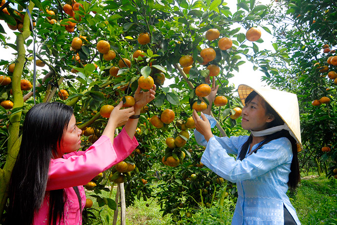 Đặc sản miền Tây Nam Bộ làm quà ngon nên mua