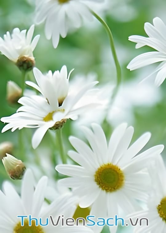 Bố cục căn hộ nhỏ