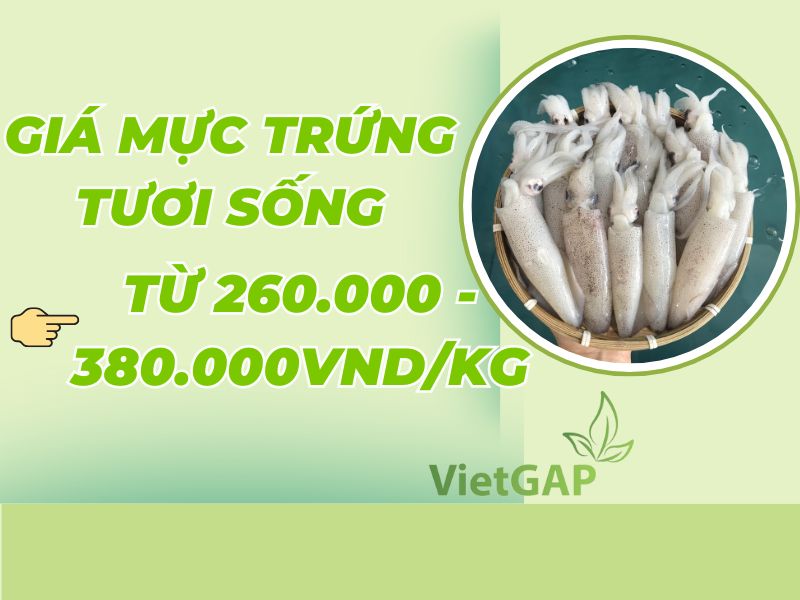 Kế hoạch giải ngân từng phần