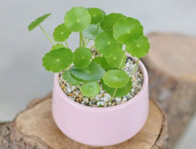 Cơ chế dòng tiền