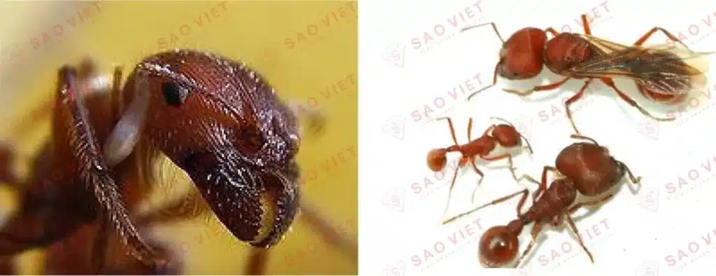 Cấu tạo đầu kiến và các giai đoạn phát triển