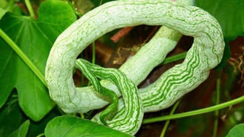 Bí gợn sóng (bí rắn)