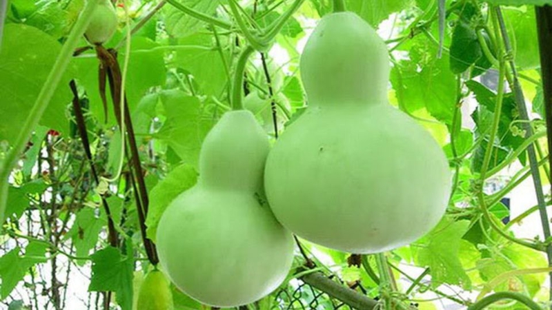 Bí hồ lô (Bí bầu dục)