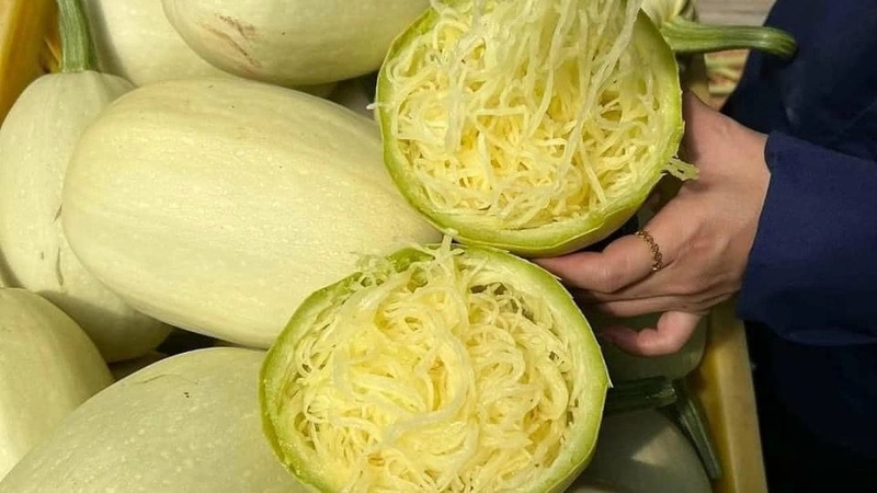 Bí sợi mì