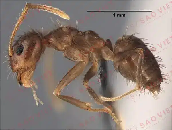 Loài kiến Nylanderia
