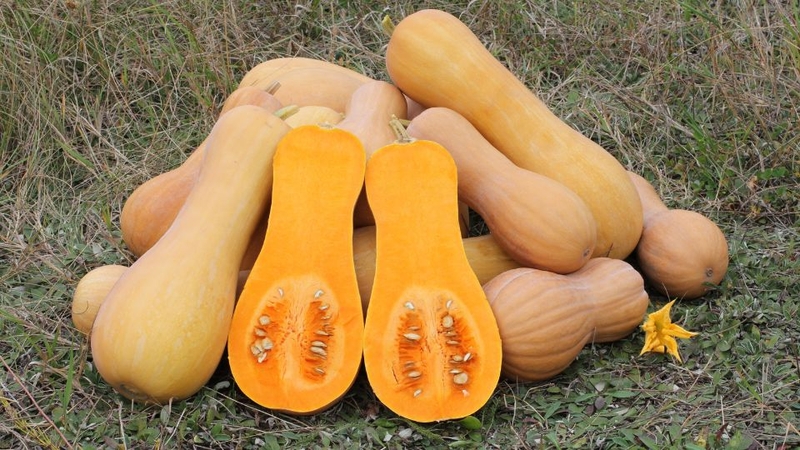 Bí đỏ (Bí rợ)