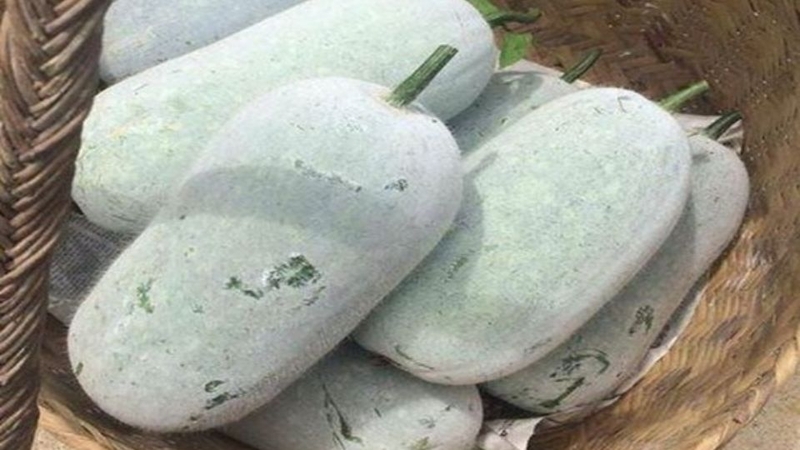 Bí trắng (bí xám)