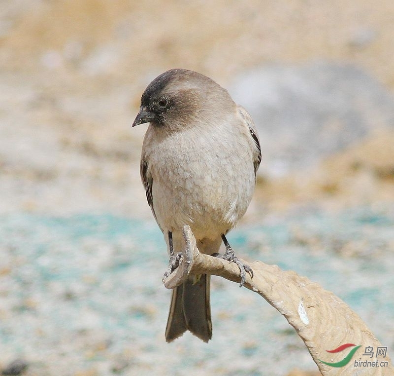 Gu thẩm mỹ với đồ đồng