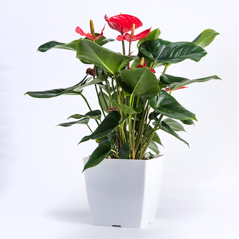 Cơ chế lọc không khí của cây xanh