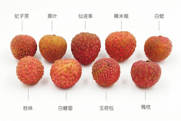 Tận dụng cánh cửa tủ lạnh