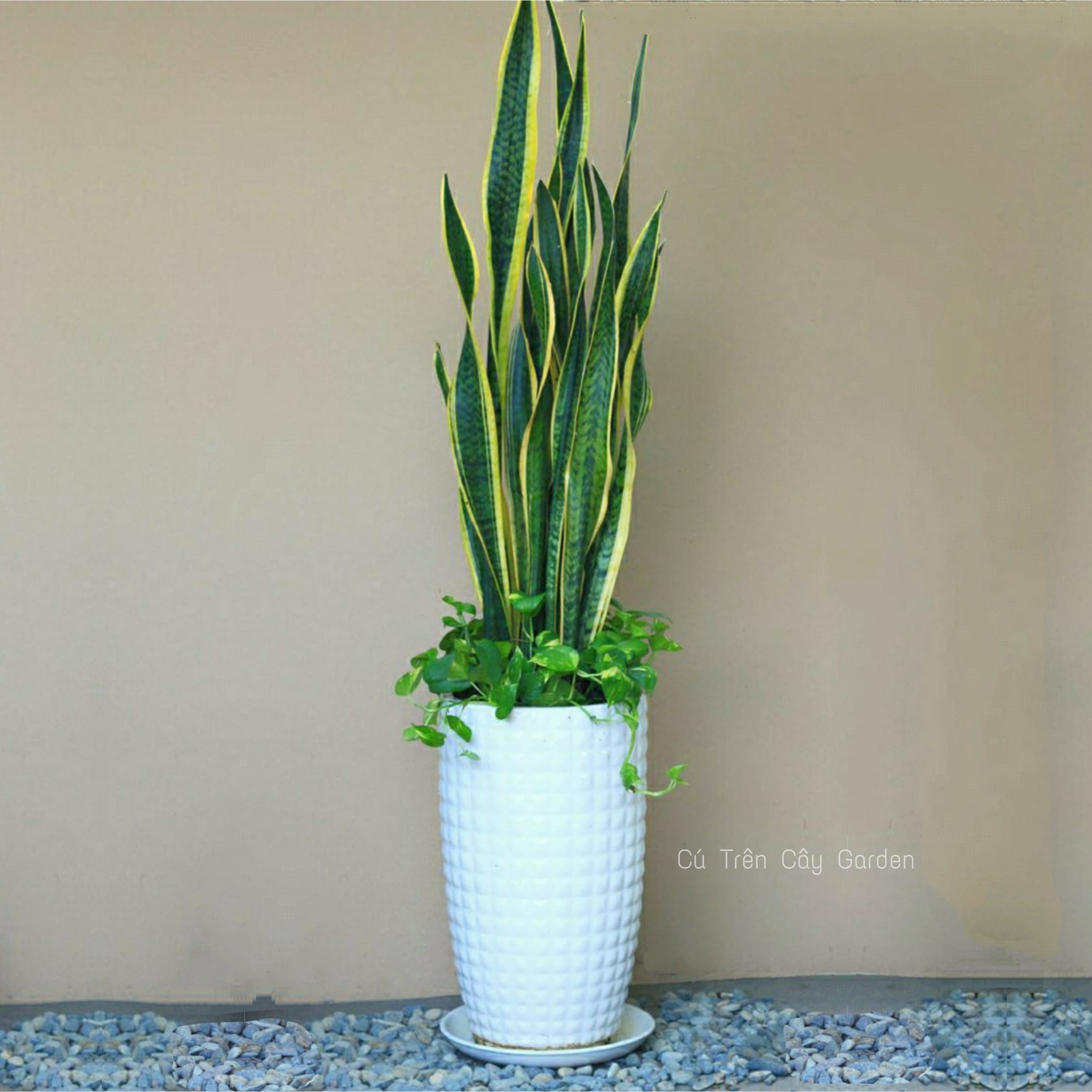 Cặp lưỡi hổ và trầu bà