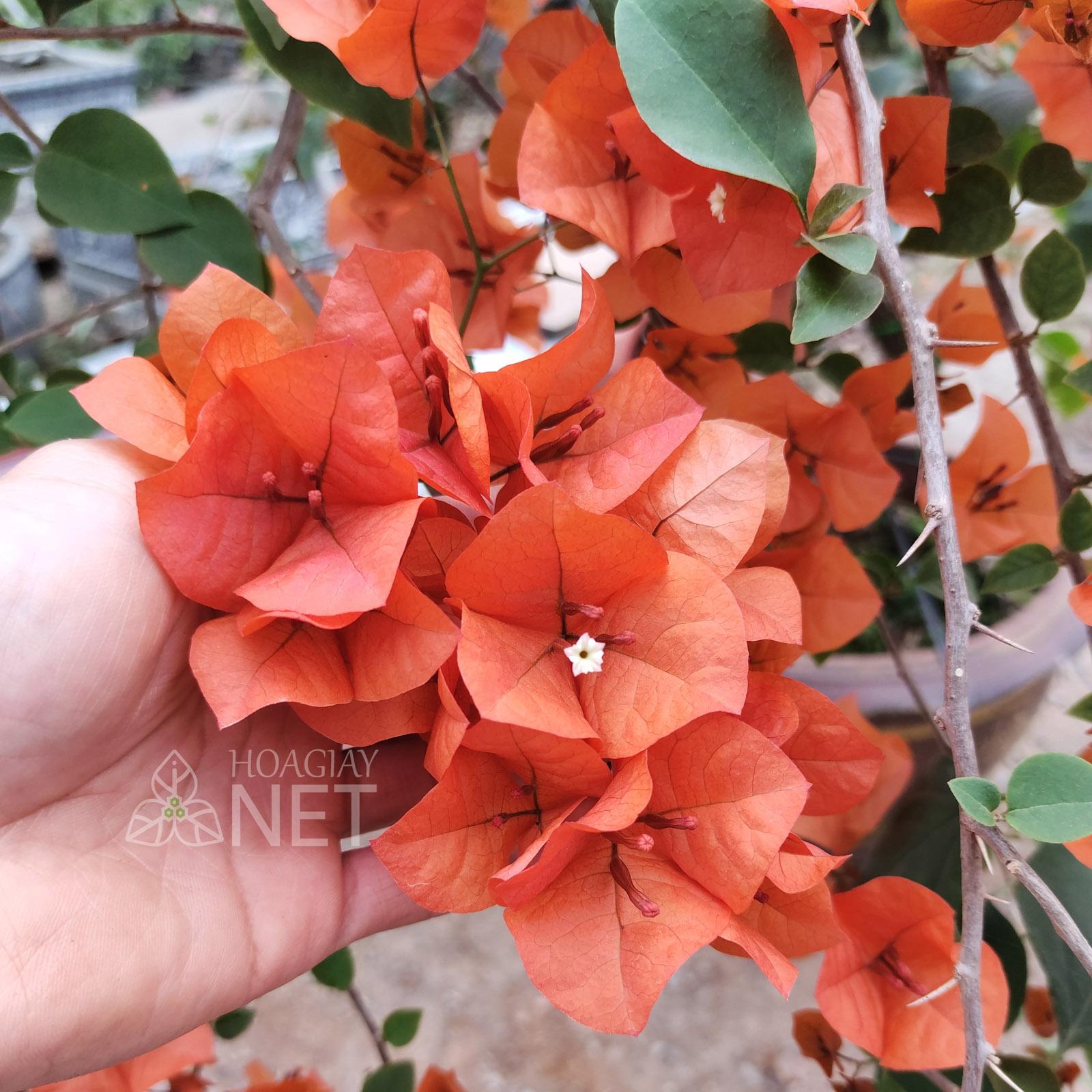 Hoa giấy màu cam trên ban công
