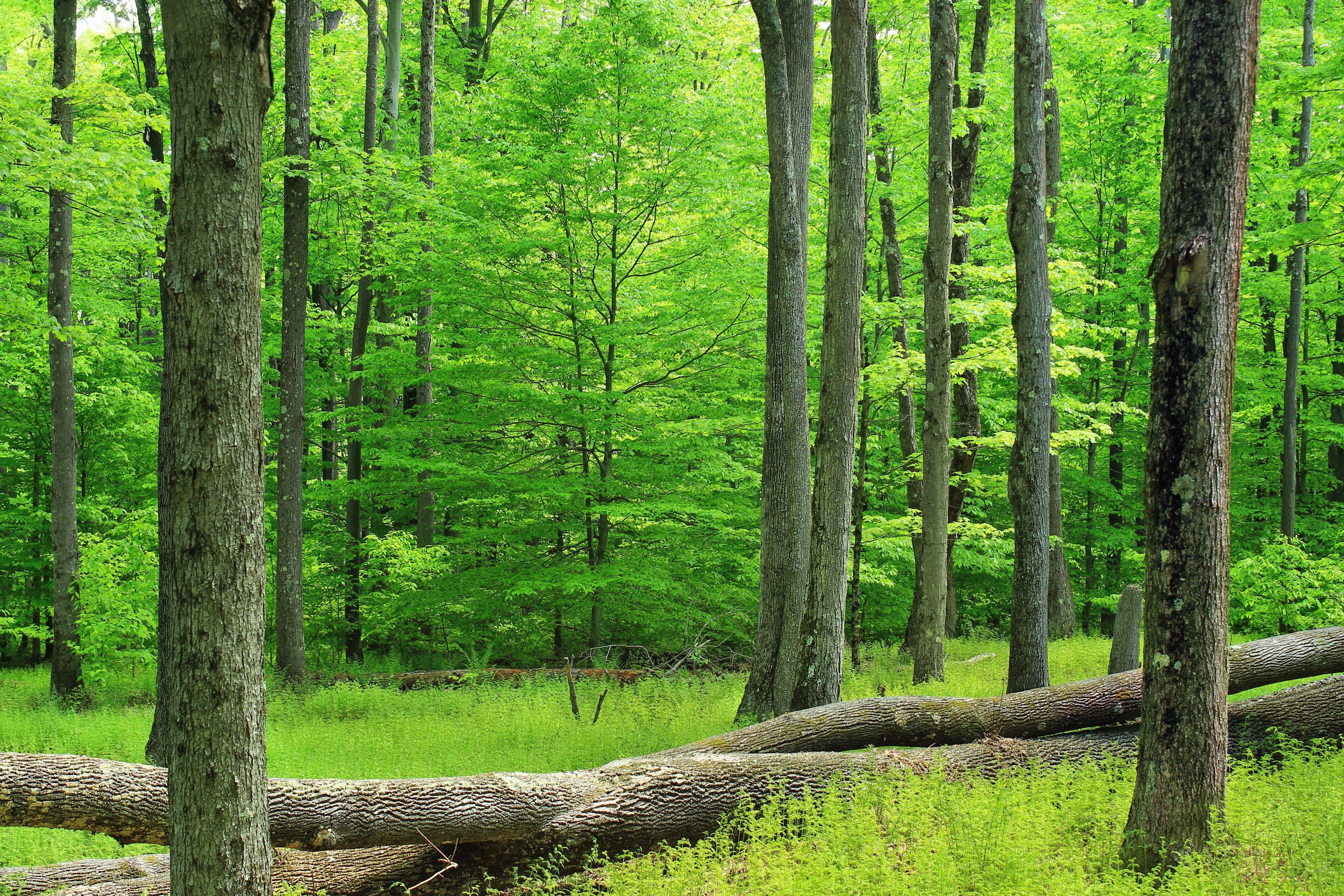 Cây ficus lá to trước cửa sổ