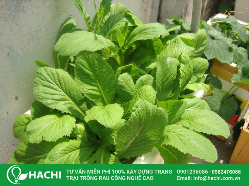Rau cải tươi lá xanh không dập nát