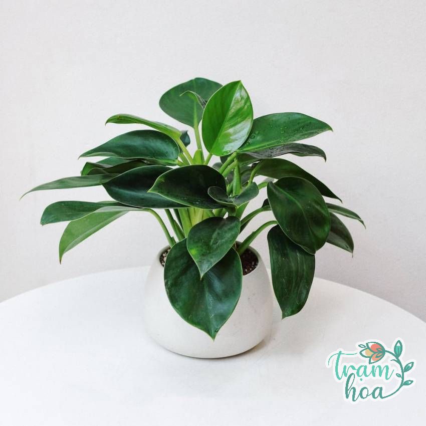 Cây Trầu Bà leo tường trước nhà