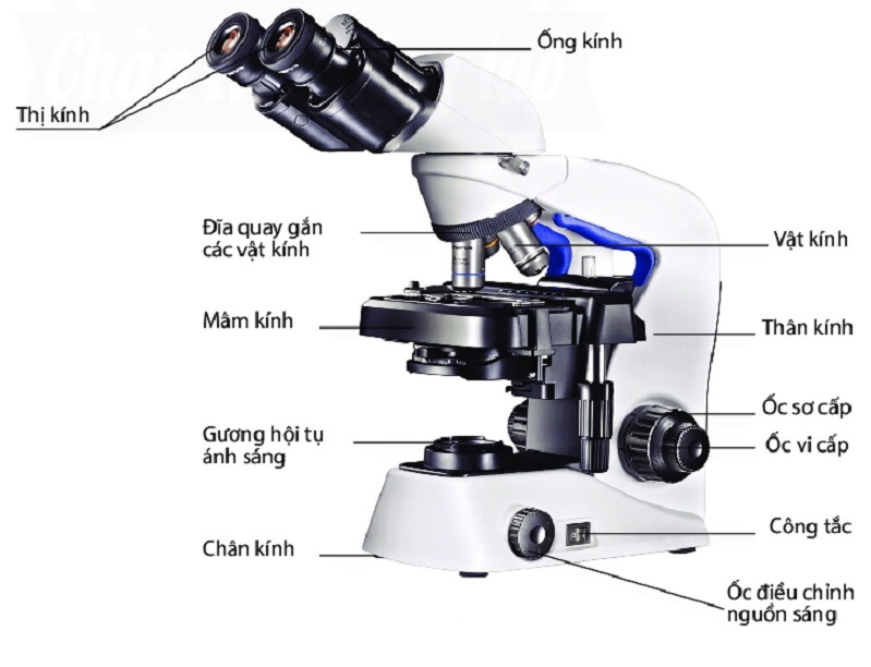 Men sống dưới kính hiển vi điện tử