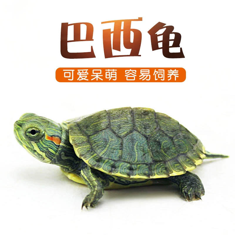 Chọn đồ theo dáng người