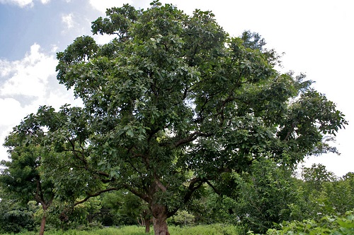 Chuẩn bị bữa ăn trước