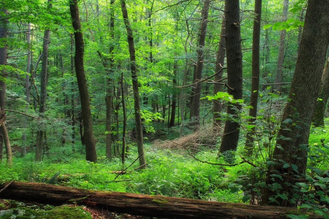 Cây lưỡi hổ trên kệ cửa sổ
