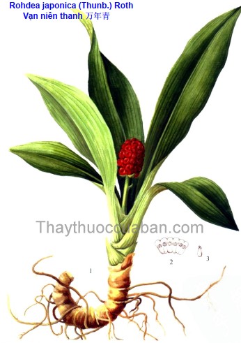 Cây Vạn Niên Thanh trồng sân trước nhà