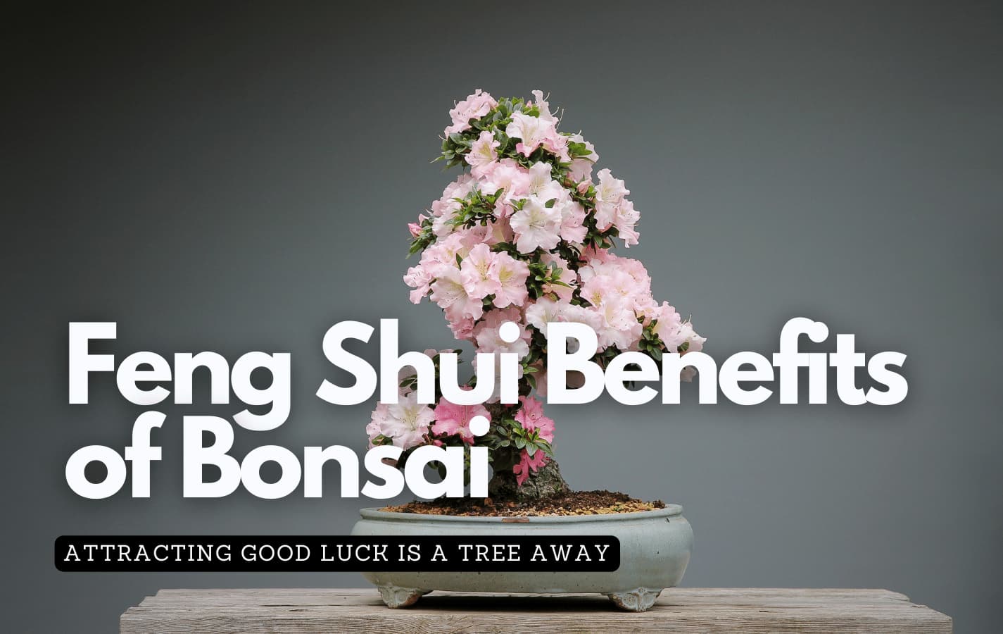 Cây Bonsai nghệ thuật trước nhà