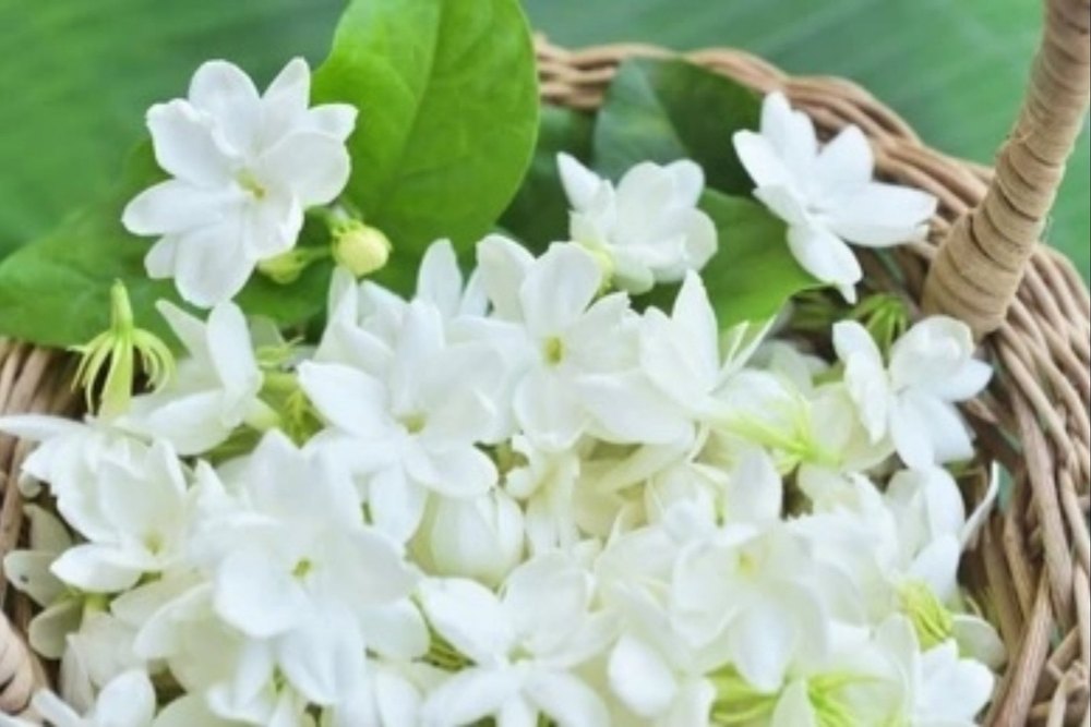 Alt tiếng Việt mô tả họa tiết long phụng