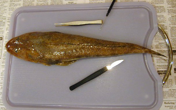Áo thun phơi đúng dáng