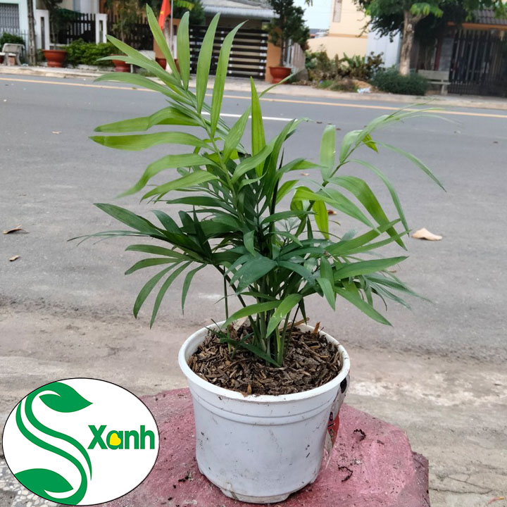 Cây Cau Tiểu Trâm trồng sân trước nhà