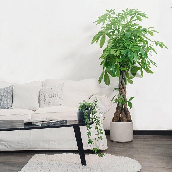 Cây hợp phòng khách