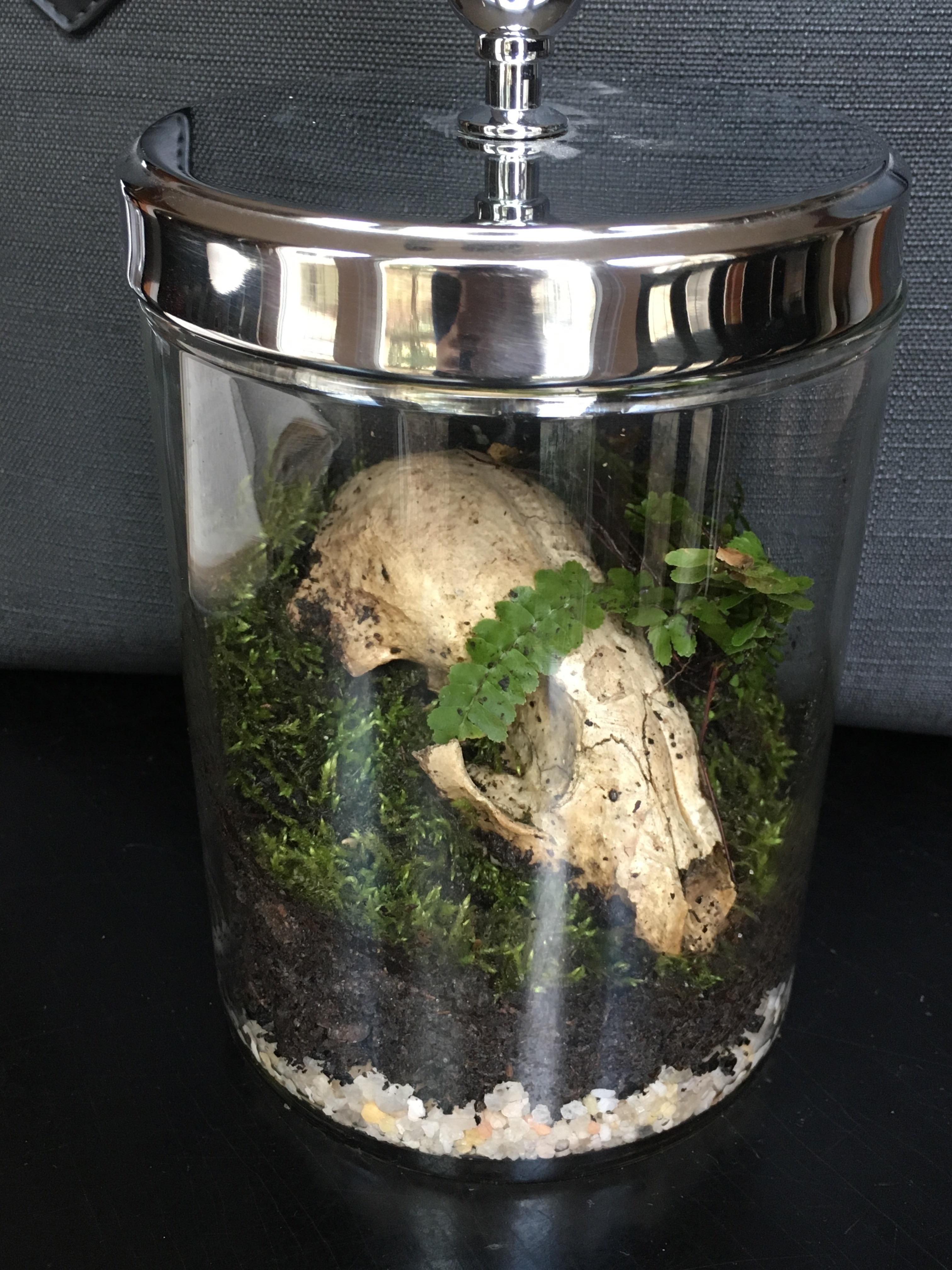Terrarium handmade từ lọ thủy tinh