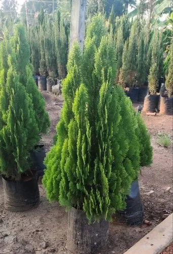 Cây Lan Ý với hoa trắng dịu dàng