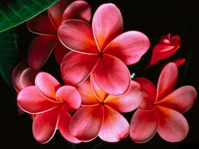 Cây Hoa Sứ nở hoa trắng trước nhà