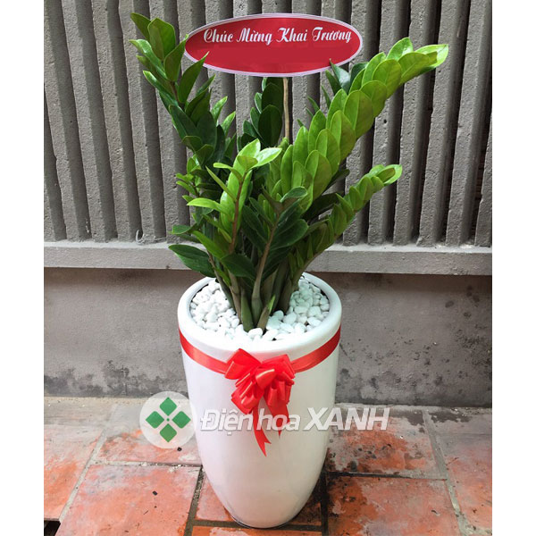 Chọn cây theo từng cặp