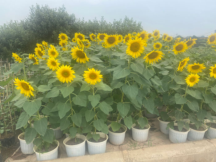 Cây Hướng Dương nở hoa trước nhà
