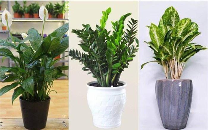 Bộ cây phong thủy trong phòng khách