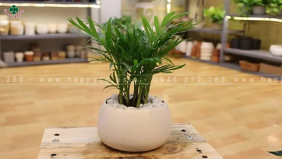 Cây đặt ở góc sáng