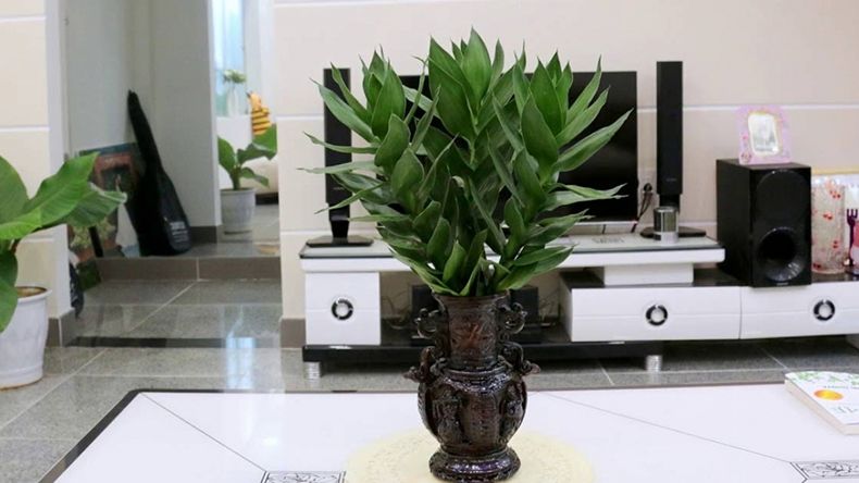 Vị trí đặt cây phong thủy trong nhà