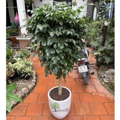 Cây Hạnh Phúc trước cửa nhà