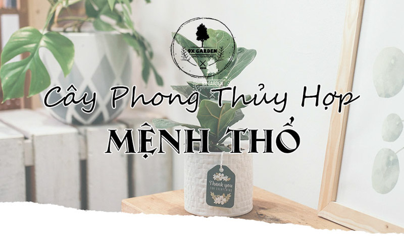 Cây phong thủy hợp người mệnh Thổ đặt trong phòng khách