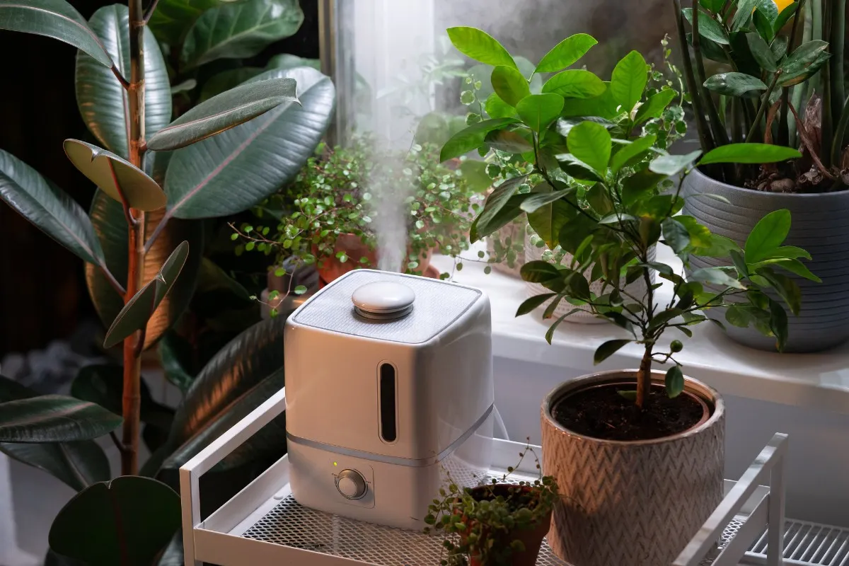 Máy lọc không khí đặt giữa các chậu cây xanh để chống ẩm mốc