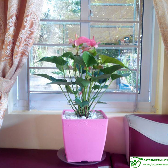 Cây Hồng Môn màu đỏ hợp mệnh Thổ