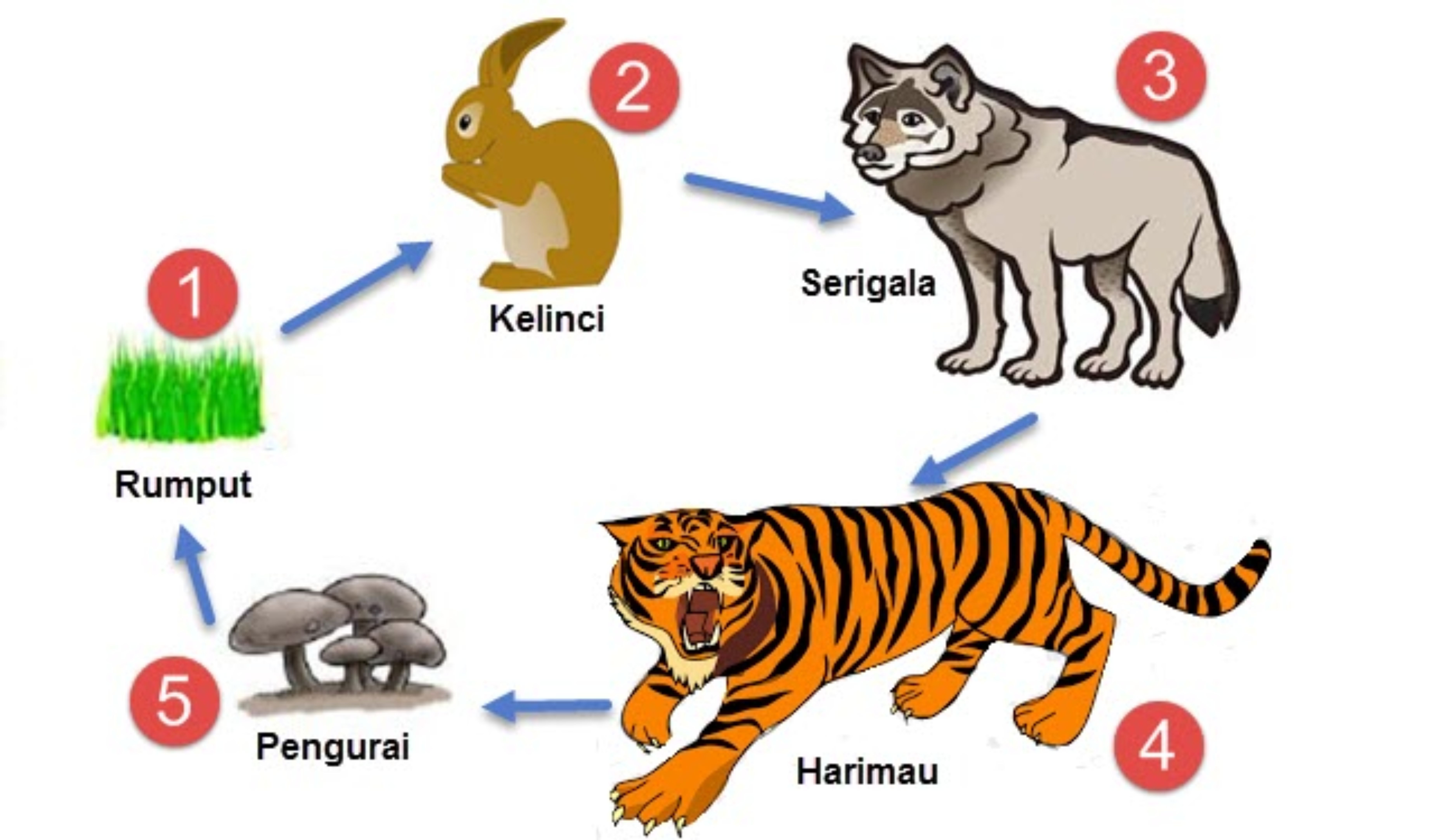 Cách dùng tự trong câu