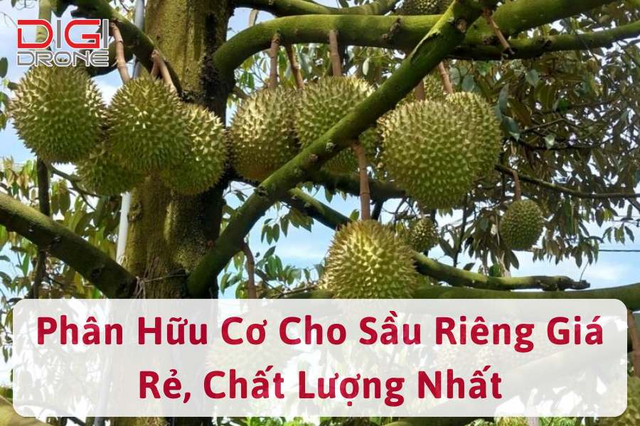 Sơ đồ phần sở hữu riêng